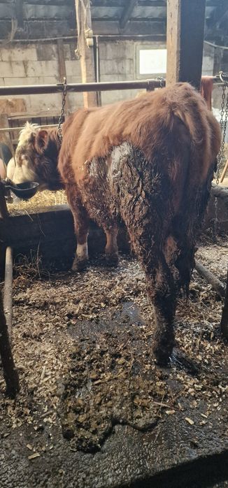 Vand doi taurasi baltati