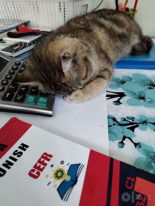 Chiroyli mushuk. Ozoda va mehribon