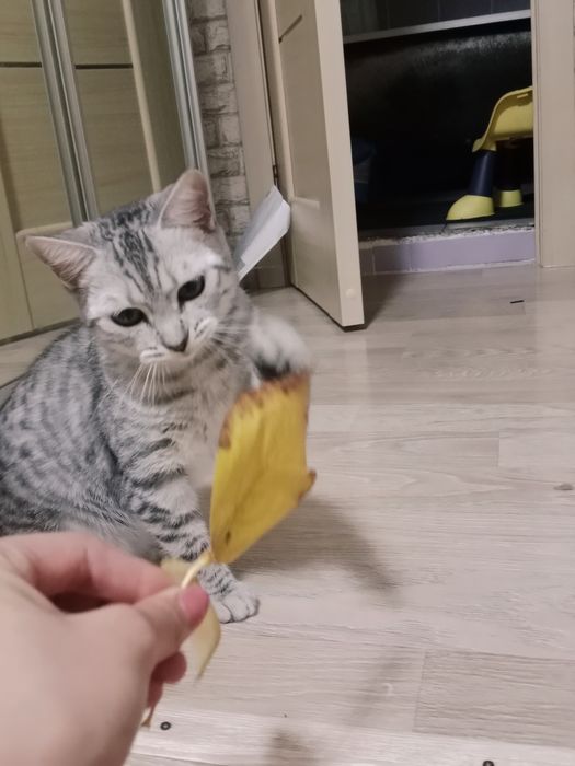 Кошка в добрые руки