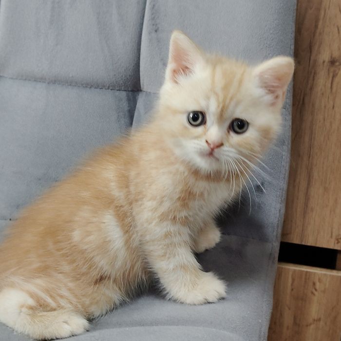 Котик e22 кремовый мрамор на серебре .