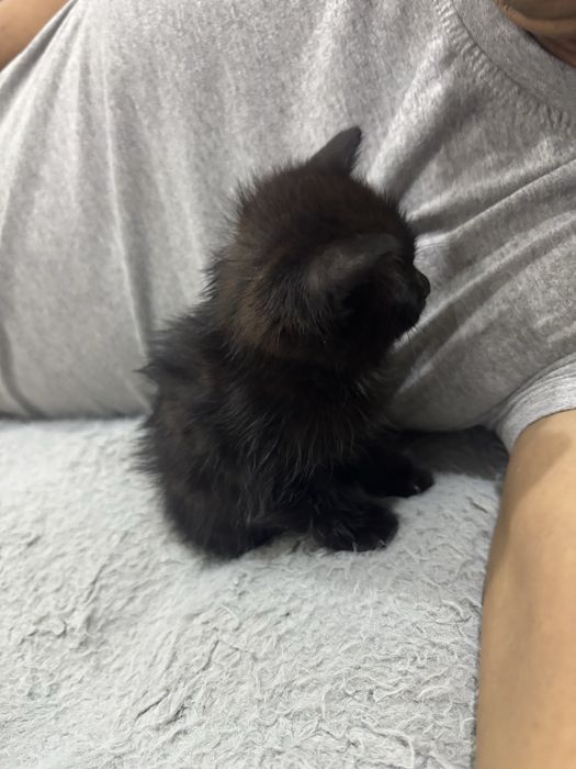 Срочно отдам котенка