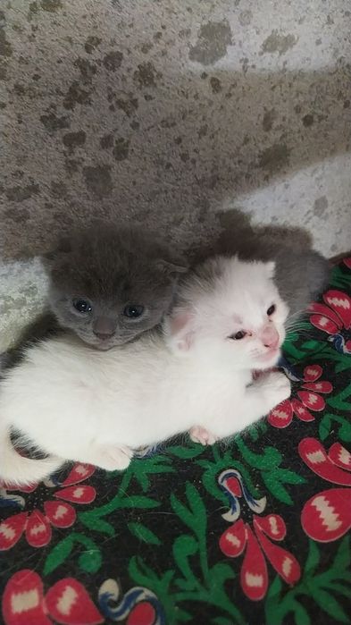 Мушукча сотилади