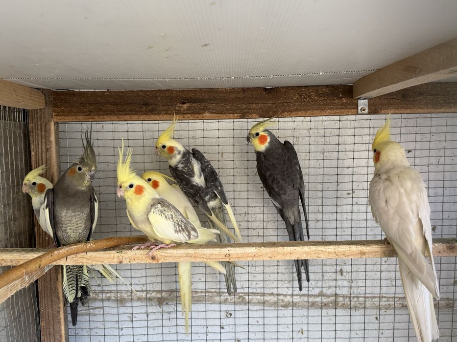 Vand papagali perusi, nimfe, rosella, agapornis, kakariki si zebre