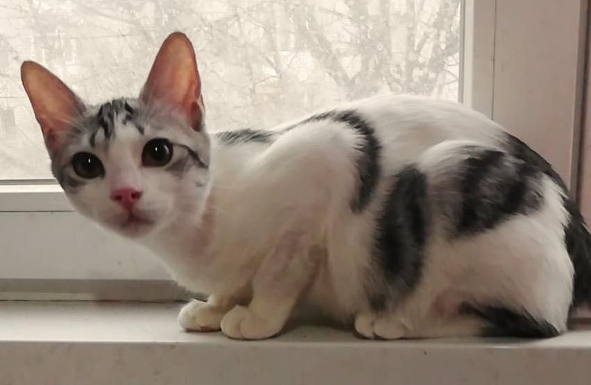 Metisi British Shorthair pui, gratuit
