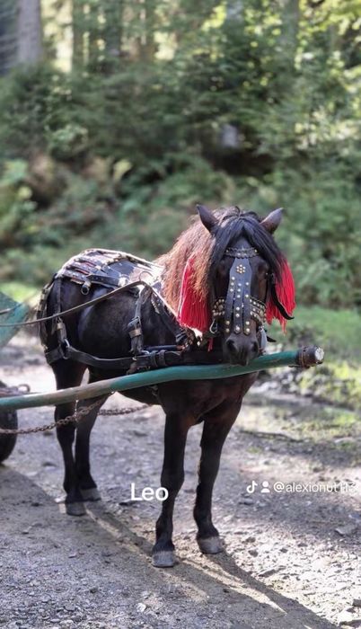 De vînzare harmasar de 5 ani