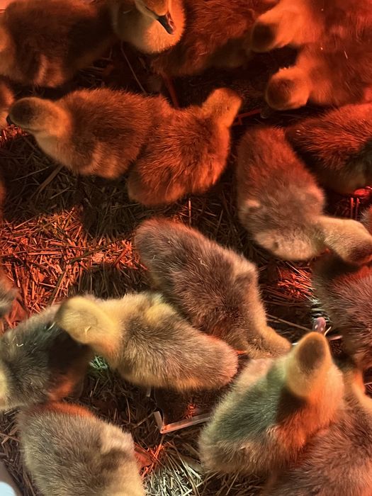 Қаздың балапаны(гусята)