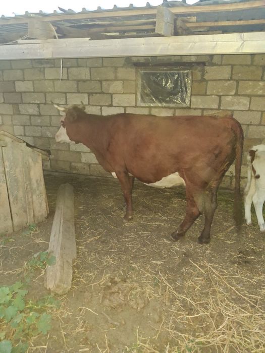 Продам корову с теленком