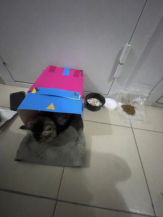 Кошка, отдам в добрые руки