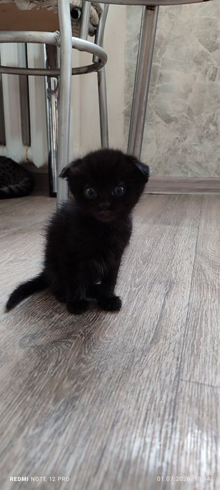 Котята             .