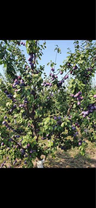Pomi fructiferi clasici si deosebiti 280 de soiuri in stoc