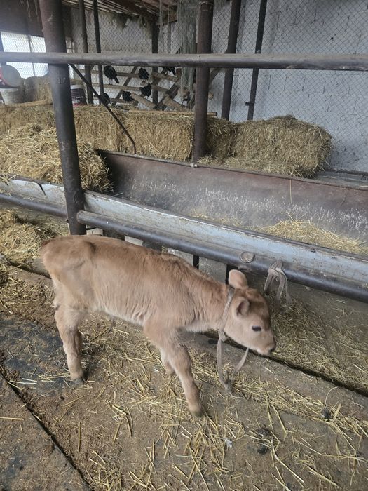 Бұзау сатылады бір апталық