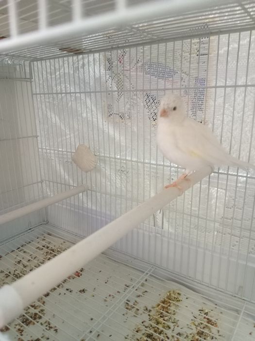 Декоративная порода.