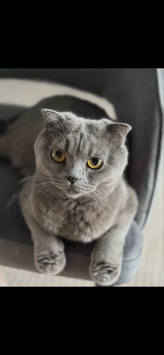 Котенок Британка 2мес