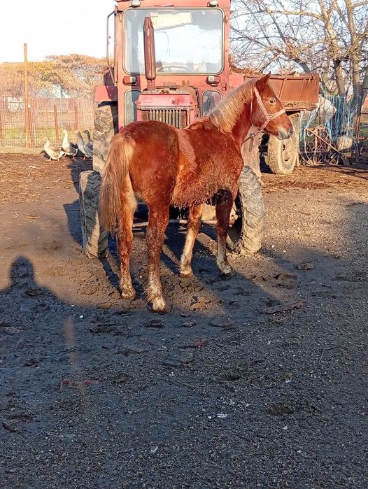 Mînz de 8 luni cuminte