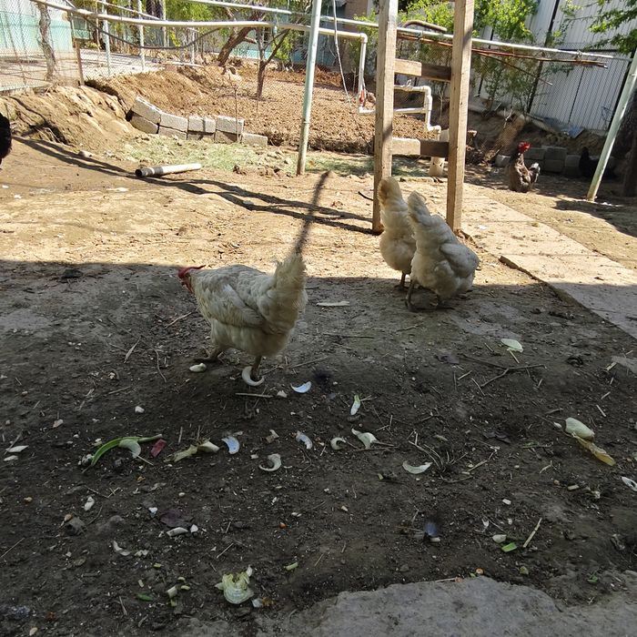 oq tovula sotiladi soglom