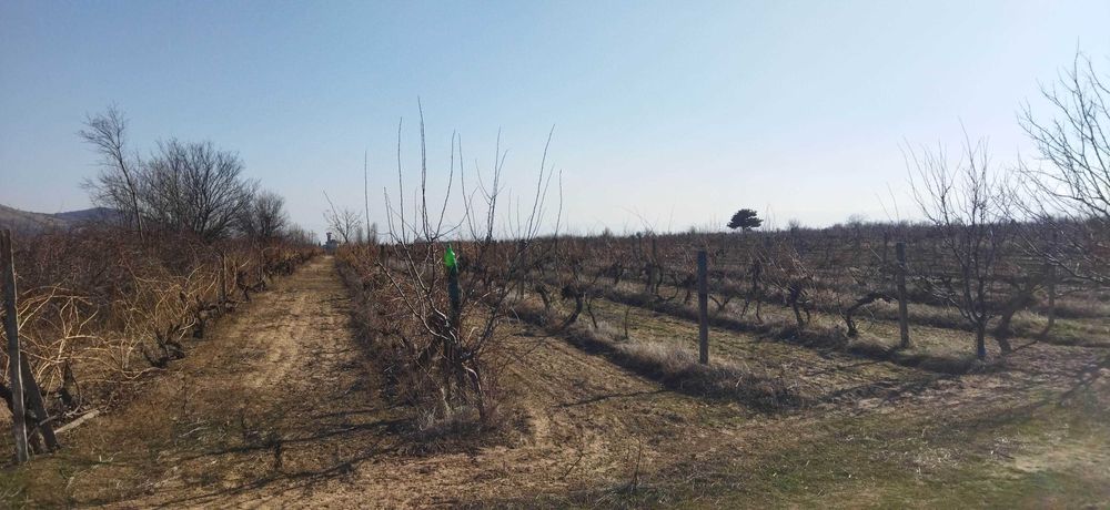 Продава се Земеделски имот в с. Цалапица, Област Пловдив -  кв.м за 3060 €/дка - Снимка #4