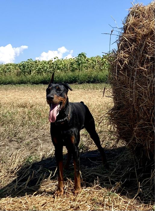 Кобель Добермана на вязку