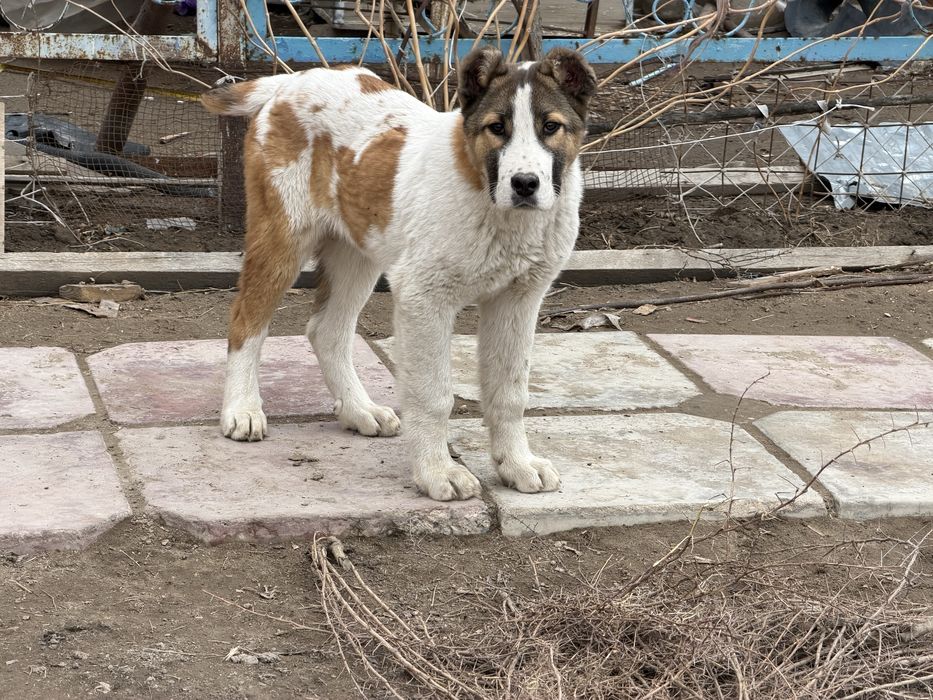 Қазақ төбет күшігі сатылады!!!