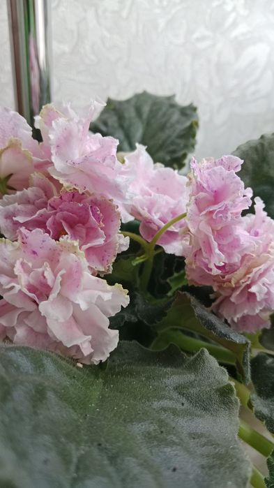 Продам срочно детки сортовых фиалочек !!!