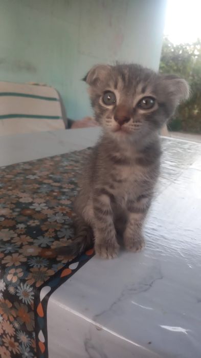 Котенок котенок продам