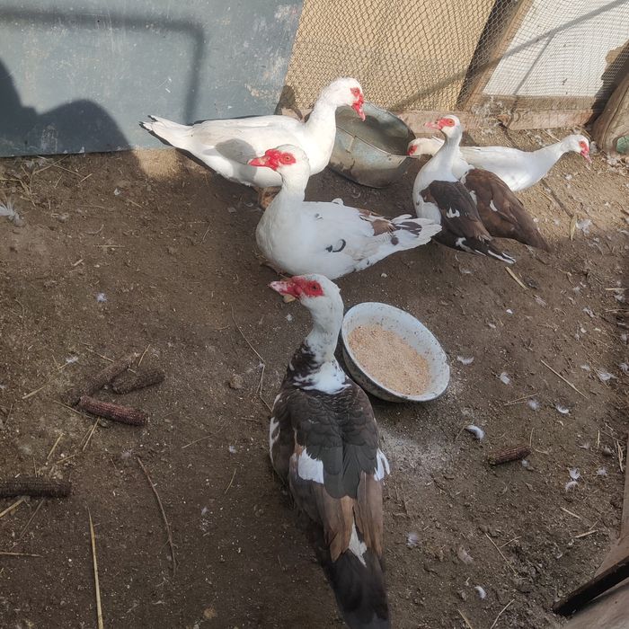 Молодые селезни индоутки