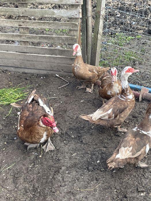 Vând rațe mute ciocolatii