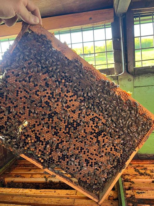 Vând Vagon Apicol Înmatriculat cu 37 de lăzi + 8 familii de albine