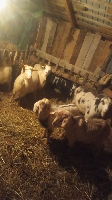 Vând 7 capre tinere