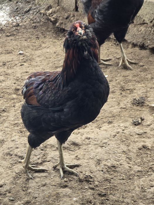 cocos araucana potarnichiu