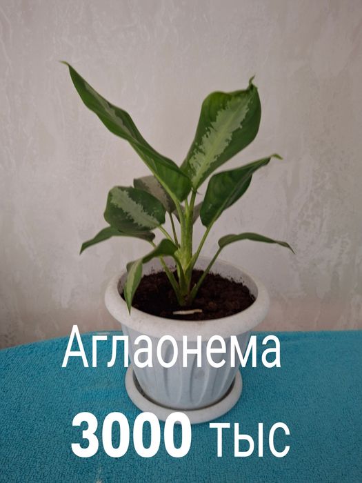 Аглаонема комнатные