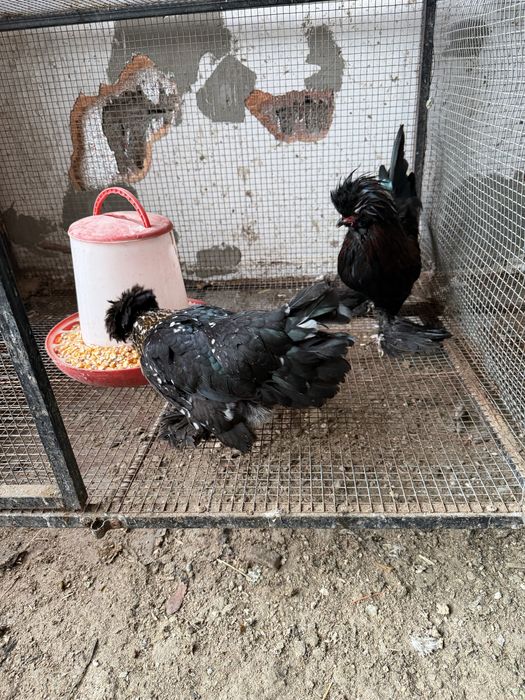 Султанка пара несутся