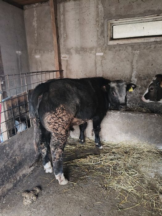 Vând 1 taur și o vitea