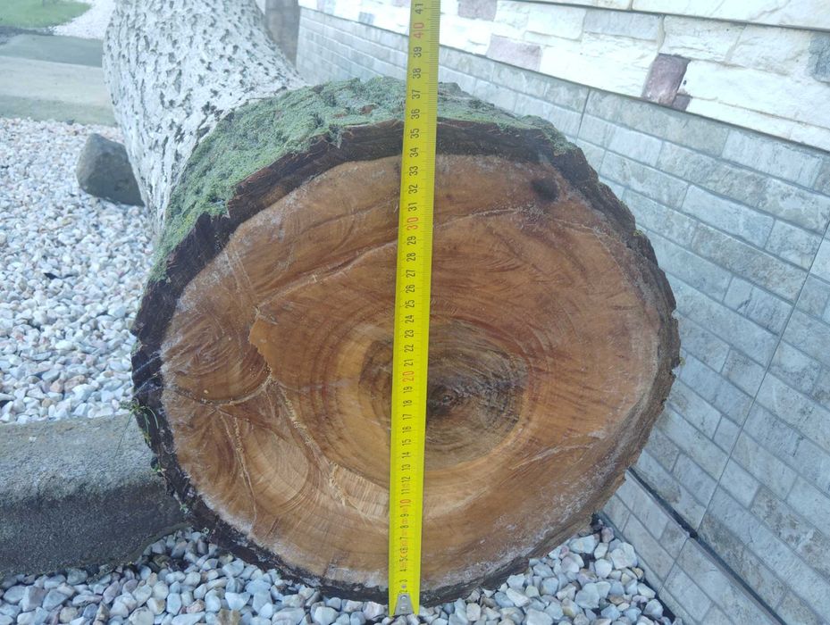 Орехов ствол за продажба