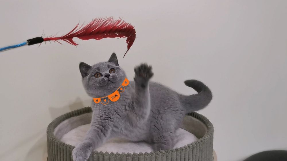 British shorthair cu pedigree