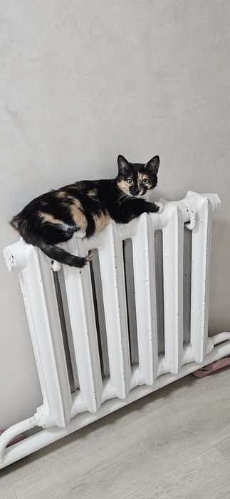 Отдам кошку в добрые руки