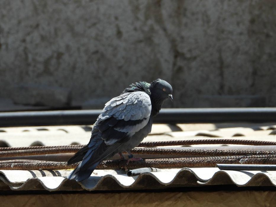 KAMERA P1000 ZOOM 3000