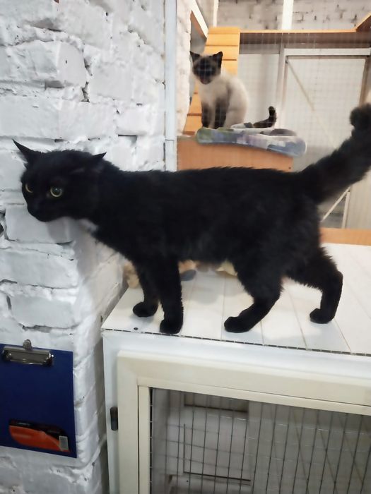 Кошечку Мусю в добрые руки