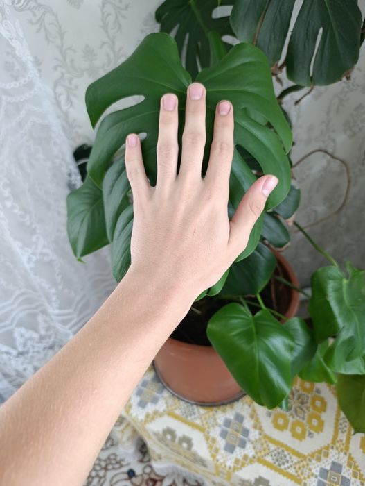 Monstera deliciosa