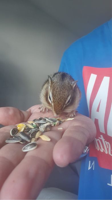 veverite siberiene ofer si transport