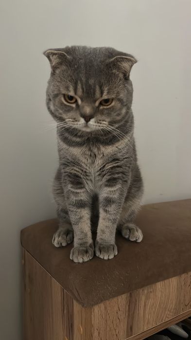 Кот британский вислоухий