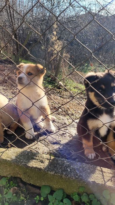 Подарявам мъжки кученца на 3 месеца (нечистокръвни)