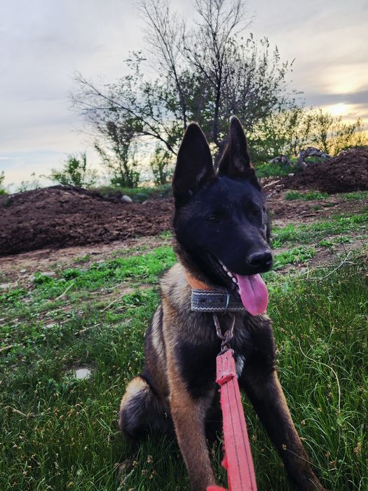 Белгиская окарачка