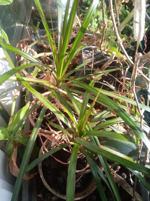 Фикус Бенджамина 1,5м