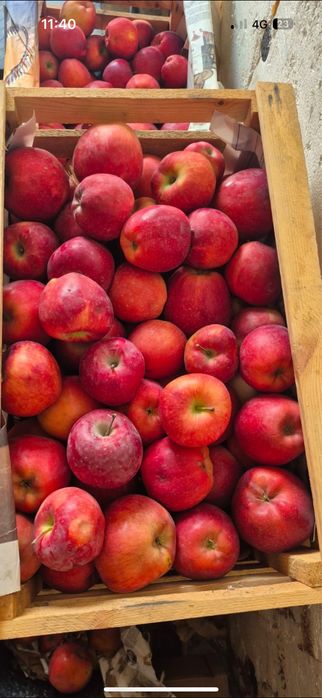 Продам яблоки оптом