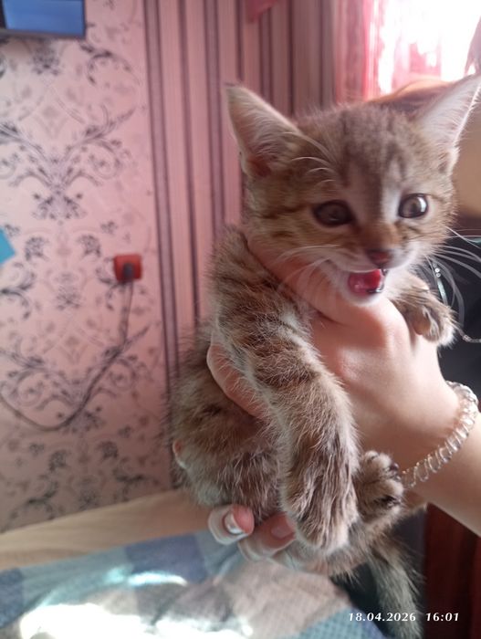 Отдам котенка в добрые руки