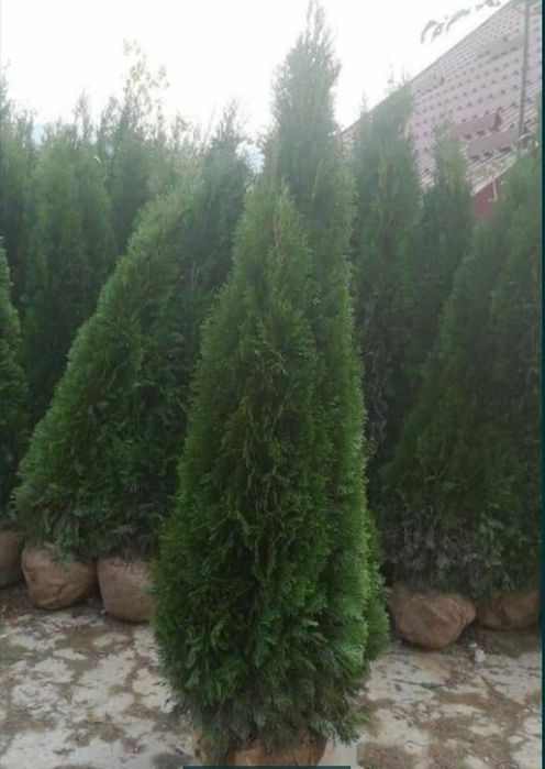 Tuia smarald aclimatizata