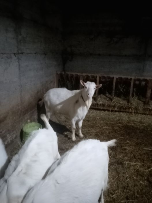 Tap Zannen de vînzare 2 ani