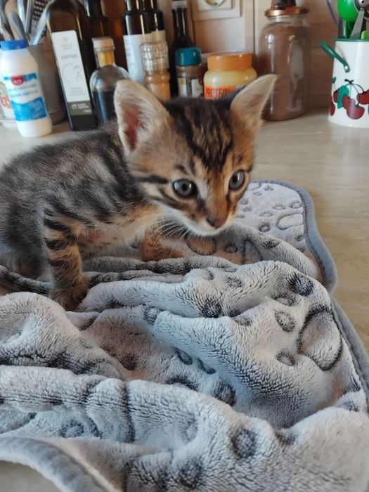 котенца от Созопол