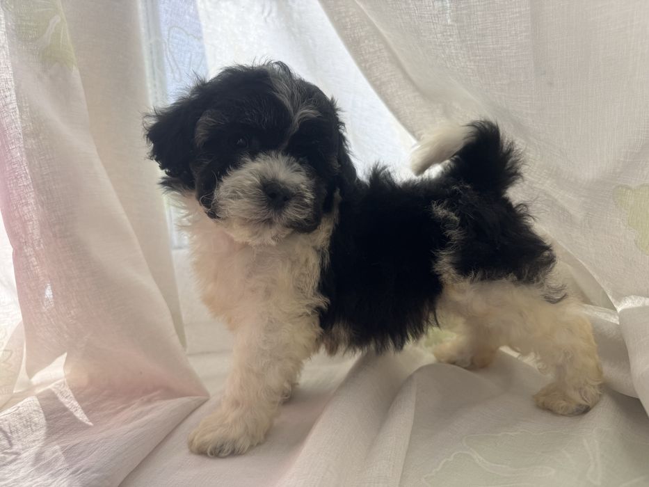 2 месяца тойпудель