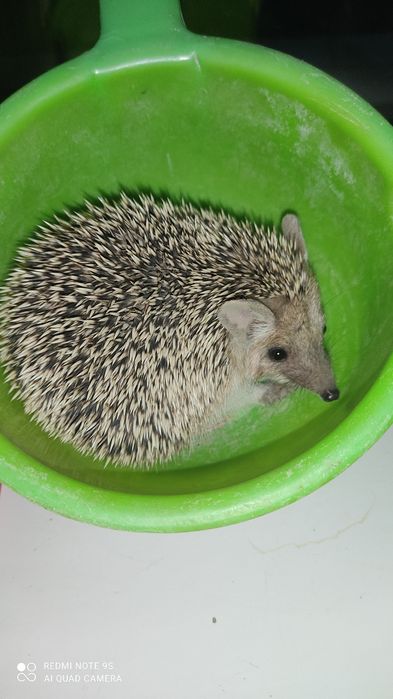 Продам ушастых ёжиков